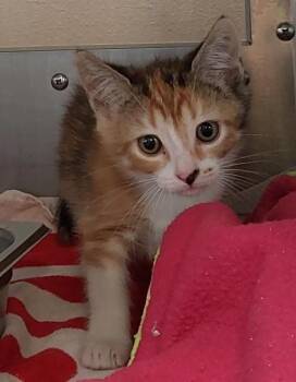Domestic Short Hair Cats Available for Adoption in Chula Vista, California - HERMIONE | PetCurious
