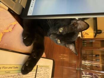 Rescue Domestic Short Hair Cats for Adoption in Charlotte, North Carolina - Binx | PetCurious