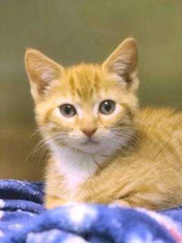 Domestic Short Hair Cats Available for Adoption in Mount Pleasant, South Carolina - Marmalade | PetCurious