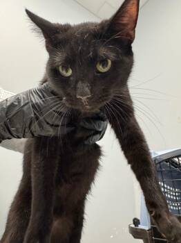 Domestic Short Hair Cats Available for Adoption in Bloomington, Indiana - Willy | PetCurious