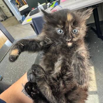 Foxy -  Domestic Medium Hair Cat for Adoption - Foxy | PetCurious