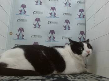 Rescue Domestic Short Hair Cats for Adoption in Orlando, Florida - DOJA | PetCurious