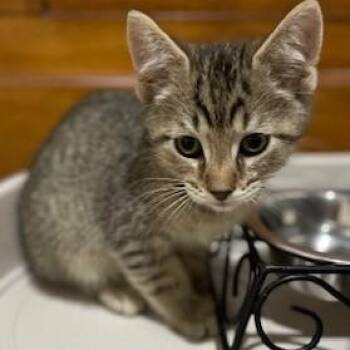 Domestic Short Hair and Tabby Cats Available for Adoption in Germansville, Pennsylvania - Joe | PetCurious