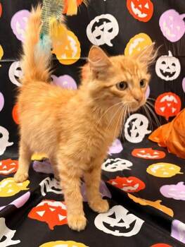 Beau -  Domestic Medium Hair Cat for Adoption in Rensselaer, Indiana - Beau | PetCurious