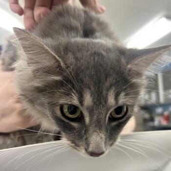 Domestic Long Hair Cats Available for Adoption in Indianapolis, Indiana - Marichuy | PetCurious