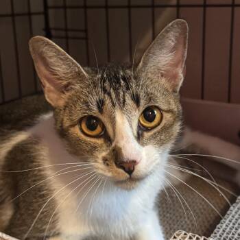 Mila -  Domestic Short Hair Cat for Adoption in Houston, Texas - Mila | PetCurious
