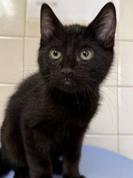 Rescue Domestic Short Hair Cats for Adoption in San Antonio, Texas - SAMBA | PetCurious