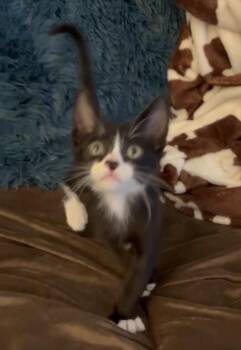 Declan Rice -  Domestic Short Hair Cat for Adoption in Tucson, Arizona - Declan Rice | PetCurious