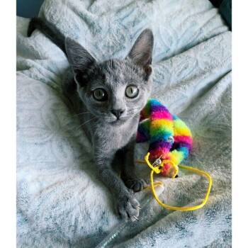 Gertrude -  Domestic Short Hair Cat for Adoption in Tulsa, Oklahoma - Gertrude | PetCurious