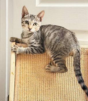 Ethel -  Domestic Short Hair Cat for Adoption in Oviedo, Florida - Ethel | PetCurious