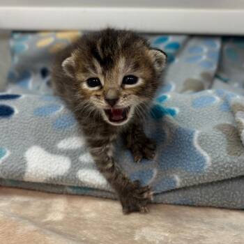 Oregeno -  Domestic Short Hair Cat for Adoption in Corpus Christi, Texas - Oregeno | PetCurious