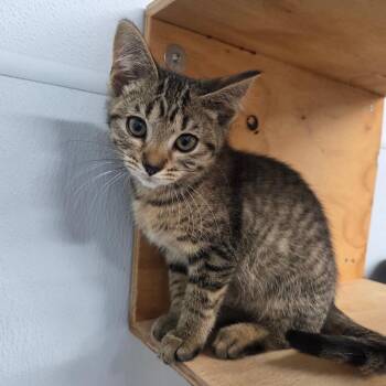 Valley -  Domestic Short Hair Cat for Adoption in Pontiac, Illinois - Valley | PetCurious