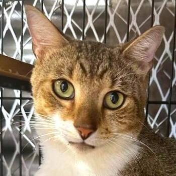 Rescue Domestic Short Hair Cats for Adoption in Boston, Massachusetts - Juancho | PetCurious