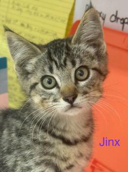 Jinx -  Domestic Short Hair Cat for Adoption in Sonora, California - Jinx | PetCurious