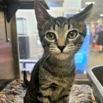 Rescue Domestic Short Hair Cats for Adoption in Hemet, California - Zoey | PetCurious