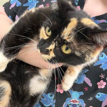 Domestic Medium Hair and Domestic Short Hair Cats Available for Adoption in Galax, Virginia - Pumpkin | PetCurious