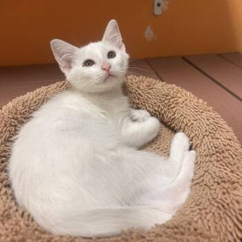 Snowball -  Domestic Short Hair Cat for Adoption in Fresno, California - Snowball | PetCurious