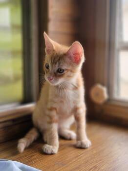 Charles -  Domestic Short Hair Cat for Adoption in New Washoe City, Nevada - Charles | PetCurious