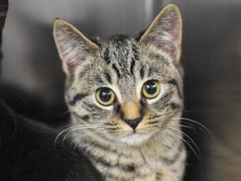 Lychee -  Domestic Short Hair Cat for Adoption in Portland, Oregon - Lychee | PetCurious