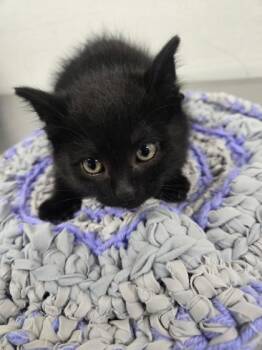 OOhSweety (Black Collar) -  Domestic Long Hair and Domestic Short Hair Cat for Adoption in Simcoe, Ontario - OOhSweety (Black Collar) | PetCurious
