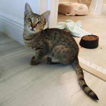 Waffles -  Domestic Short Hair Cat for Adoption in Pompano Beach, Florida - Waffles | PetCurious