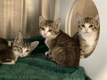 Domestic Short Hair Cats Available for Adoption in Tustin, California - MARY | PetCurious