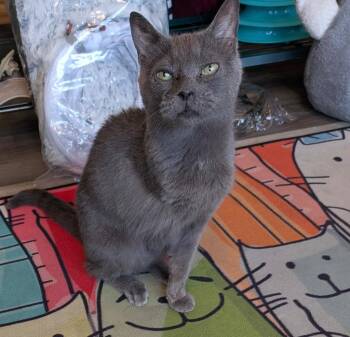 Delta -  Domestic Short Hair Cat for Adoption in Gorham, Maine - Delta | PetCurious