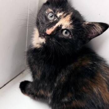 Domestic Short Hair Cats Available for Adoption in Allegan, Michigan - Eloise | PetCurious