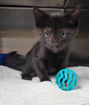 Mussel -  Domestic Short Hair Cat for Adoption in Ocala, Florida - Mussel | PetCurious