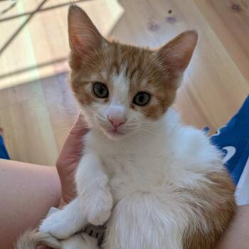 Sun -  Domestic Short Hair Cat Available for Adoption in West Des Moines, Iowa - Sun | PetCurious
