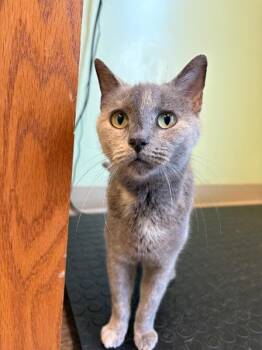 Cranberry -  Domestic Short Hair Cat for Adoption in Warren, Pennsylvania - Cranberry | PetCurious