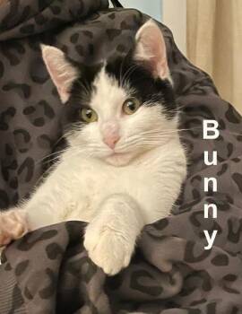 Domestic Short Hair Cats Available for Adoption - Bunny Gil. (sweet Little Girl; Sister To Lucky Charm) | PetCurious