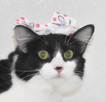 Rescue Domestic Short Hair Cats for Adoption in Springfield, Ohio - Silvi | PetCurious