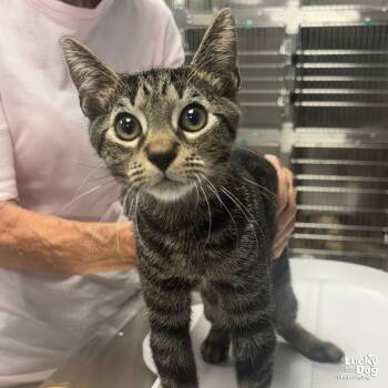 Rescue Domestic Short Hair Cats for Adoption in Washington, District Of Columbia - Willy | PetCurious