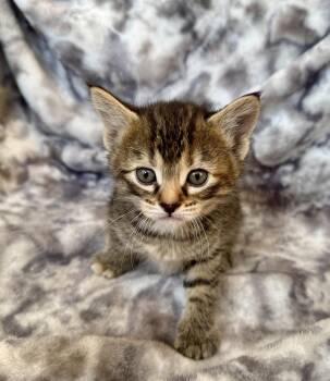 Slade -  Domestic Short Hair Cat for Adoption in Port Washington, Wisconsin - Slade | PetCurious