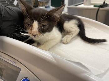 A1927015 -  Domestic Short Hair Cat for Adoption in Thousand Palms, California - A1927015 | PetCurious