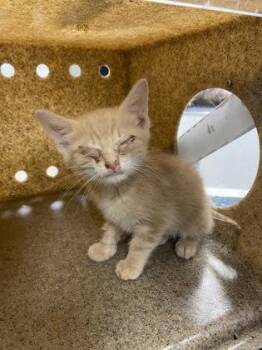 Teddy -  Domestic Short Hair Cat for Adoption in Gastonia, North Carolina - Teddy | PetCurious