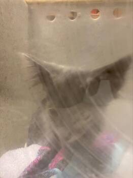 Rescue Domestic Medium Hair Cats for Adoption in Stockton, California - A362658 | PetCurious