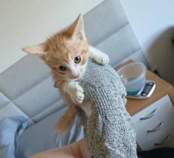 Nirvana -  Domestic Short Hair Cat for Adoption in Austin, Texas - Nirvana | PetCurious