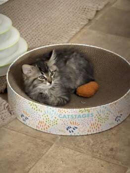 Aly -  Tabby and Domestic Medium Hair Cat for Adoption in Dallas, Texas - Aly | PetCurious