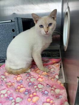 SNOWBALL -  Domestic Short Hair Cat for Adoption in Corpus Christi, Texas - SNOWBALL | PetCurious