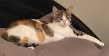 Callie -  Calico Cat for Adoption in Glendale, Arizona - Callie | PetCurious