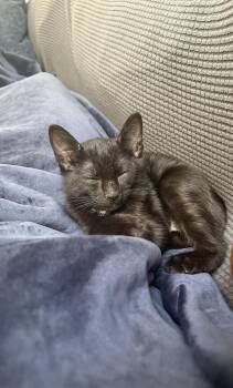 Rescue Domestic Short Hair Cats for Adoption - Casper | PetCurious