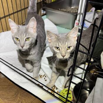 Jax & Sassy -  Domestic Short Hair Cat Available for Adoption in Ben Avon, Pennsylvania - Jax & Sassy | PetCurious