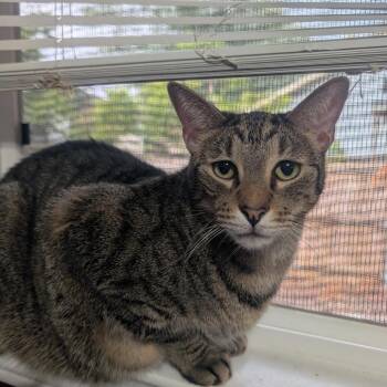 Cannelloni -  Domestic Short Hair and Mixed Breed Cat for Adoption in Bulverde, Texas - Cannelloni | PetCurious