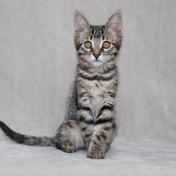 Borscht -  Domestic Short Hair Cat for Adoption in Sunnyvale, California - Borscht | PetCurious