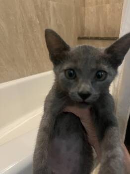 Stevie -  Russian Blue Cat for Adoption in Tampa, Florida - Stevie | PetCurious