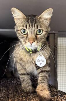 Rosie - CCC -  Tabby and Domestic Medium Hair Cat Available for Adoption in San Luis Obispo, California - Rosie - CCC | PetCurious