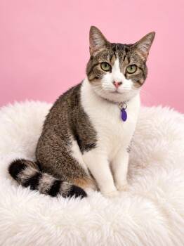 Pauline -  Tabby Cat for Adoption in Palo Alto, California - Pauline | PetCurious
