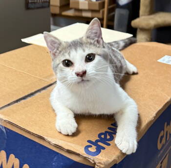 Rescue Domestic Short Hair Cats for Adoption in Gilberts, Illinois - Cat-Leo | PetCurious